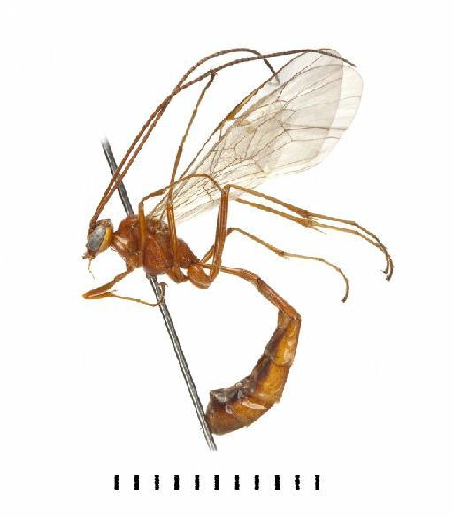 Enicospilus myricae Broad, G.R. & Shaw, M.R., 2016 - Enicospilus_myricae_962209