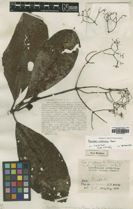Psychotria mafuluensis S.Moore - BM000945526