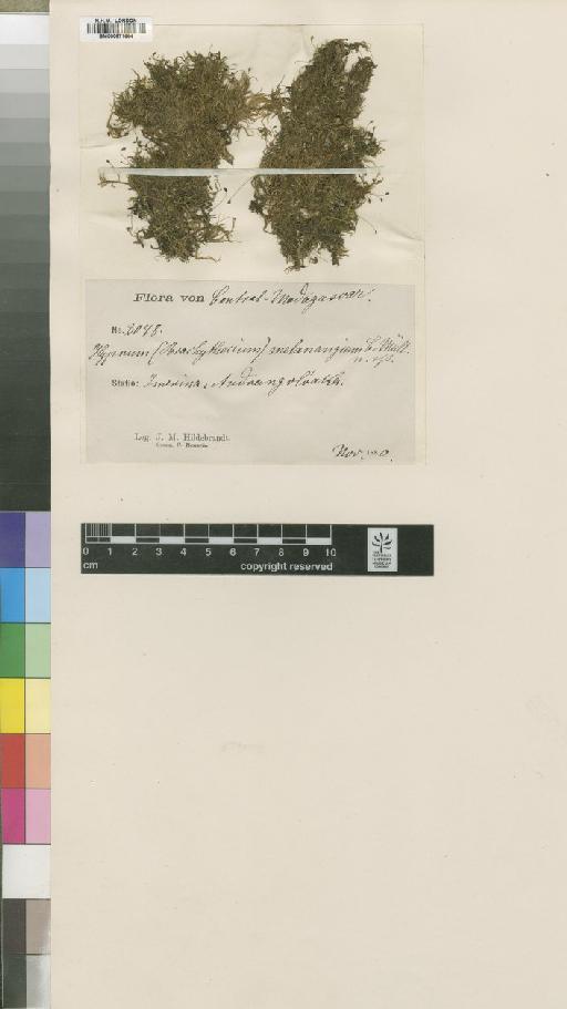 Brachythecium borgenii (Hampe) A.Jaeger - BM000871664