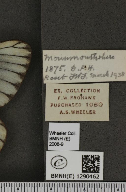 Aporia crataegi (Linnaeus, 1758) - BMNHE_1290462_label_128299