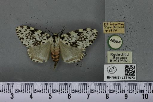 Lymantria monacha ab. dorsomaculata Lempke, 1947 - BMNHE_1557073_251839