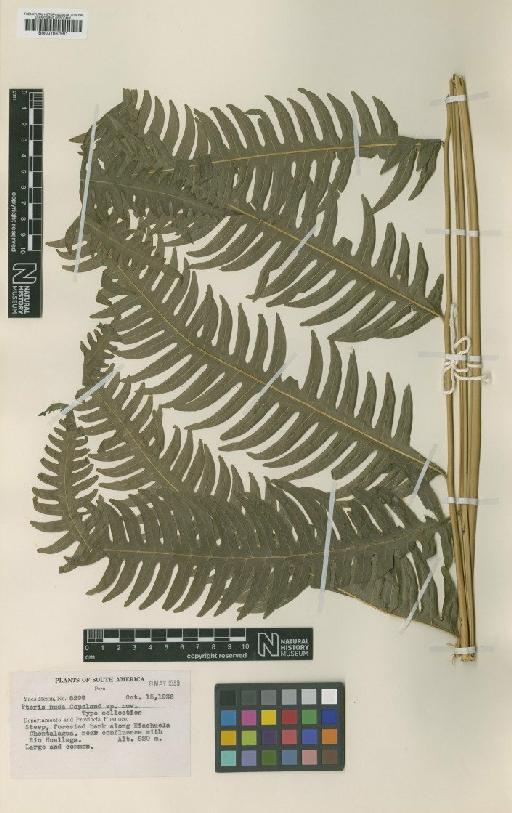 Pteris nuda Copel. - BM001067991