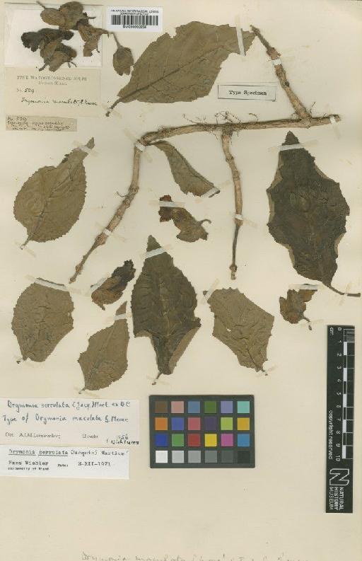 Drymonia serrulata (Jacq.) Mart. - BM000992282