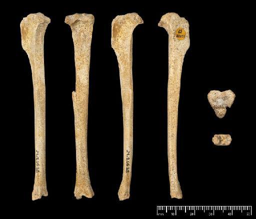Oryctolagus Lilljeborg, 1873 - M20528_1 Oryctolagus Swanscombe Left tibia