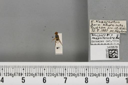 Rhagoletis magniterebra (Rohdendorf, 1961) - BMNHE_1470578_42698
