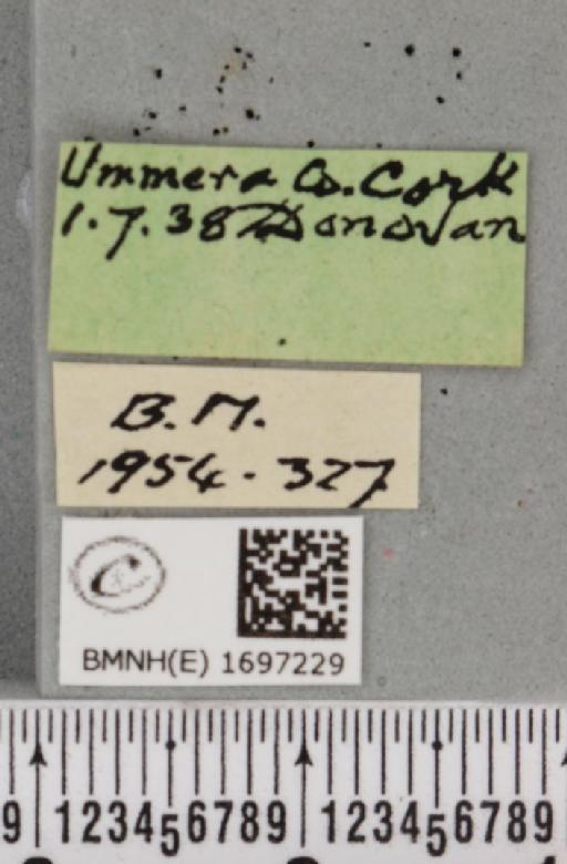 Nycteola revayana (Scopoli, 1772) - BMNHE_1697229_label_294200