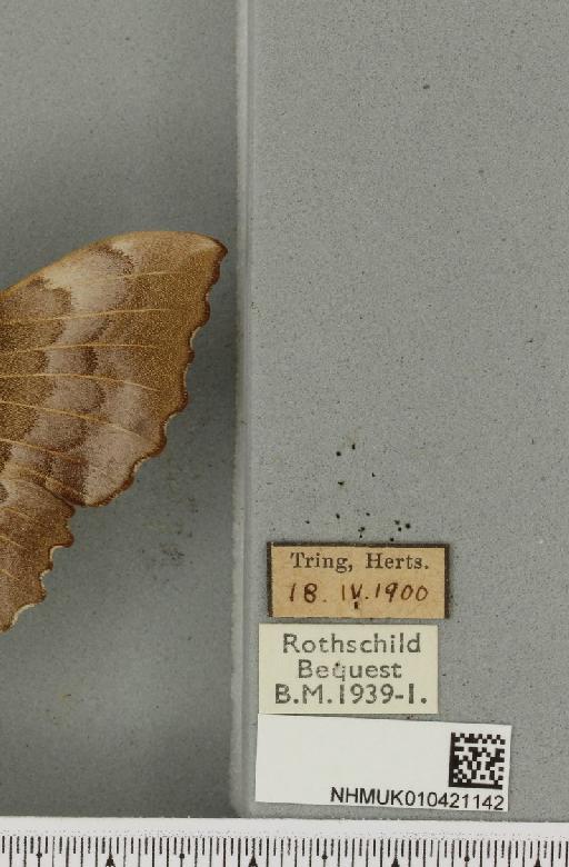 Laothoe populi populi (Linnaeus, 1758) - NHMUK_010421142_label_526084