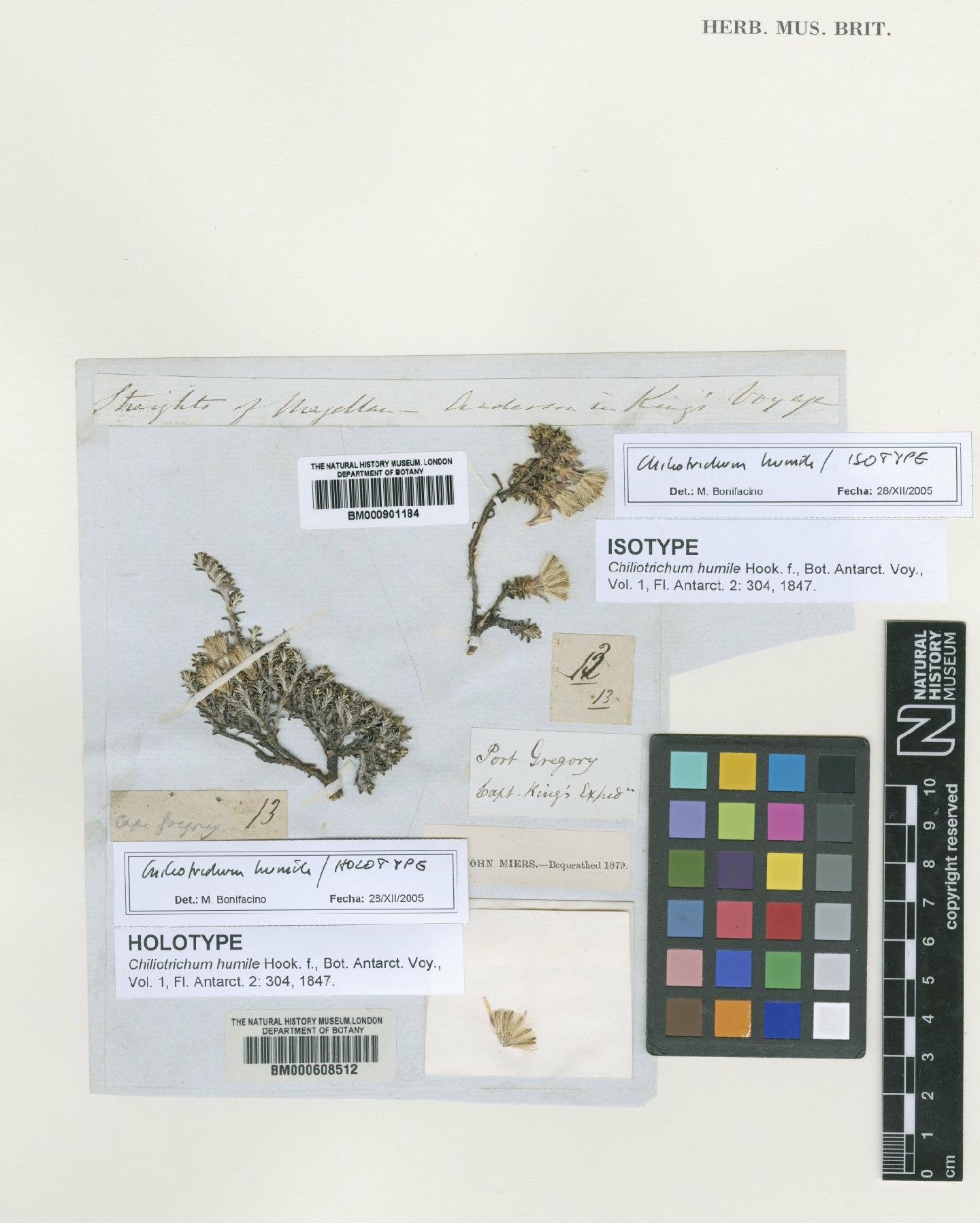 To NHMUK collection (Chiliotrichum humile Hook.f.; Holotype; NHMUK:ecatalogue:4995894)