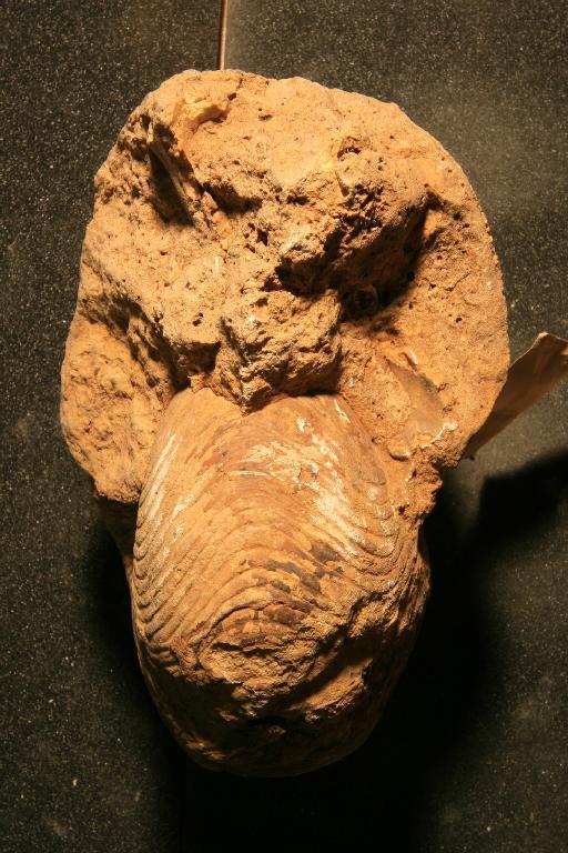 Cymatoceras manuanense (Crick, 1907) - PI C 18282 Cymatoceras manuanense