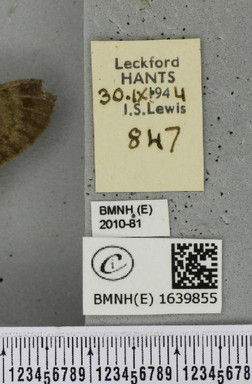 Macroglossum stellatarum (Linnaeus, 1758) - BMNHE_1639855_label_206283