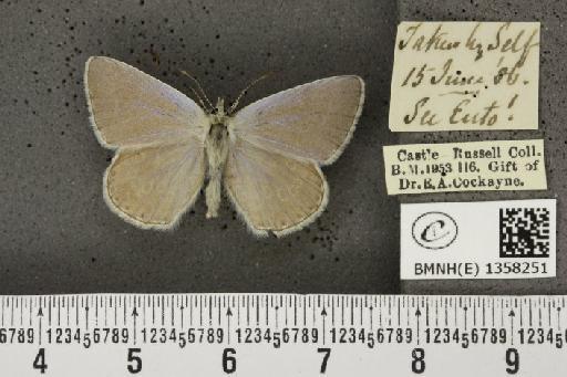 Lysandra bellargus ab. pallida Austin, 1890 - BMNHE_1358251_181275