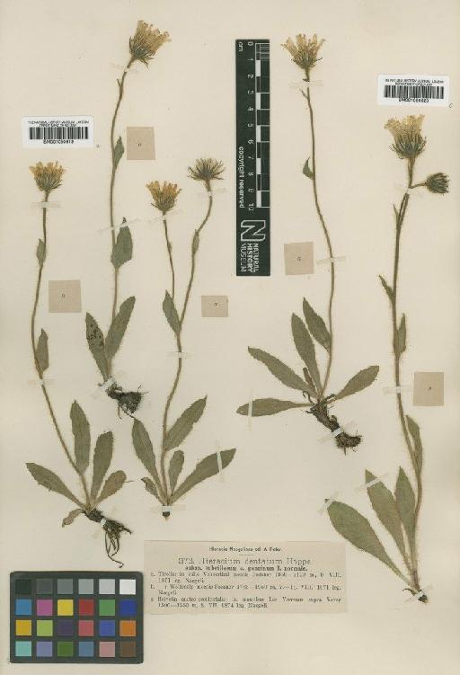 Hieracium dentatum subsp. subvillosum Nägeli & Peter - BM001050619