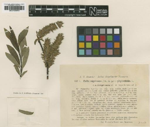Salix nigricans Sm. - BM001066903