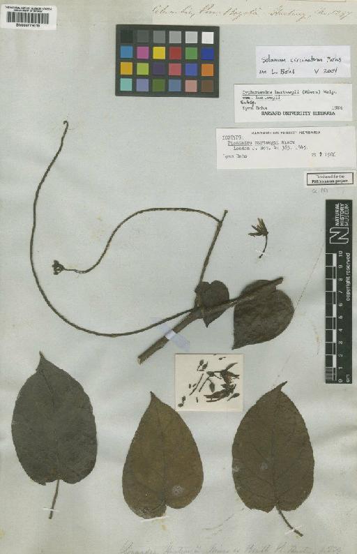 Solanum circinatum Bohs - BM000778019