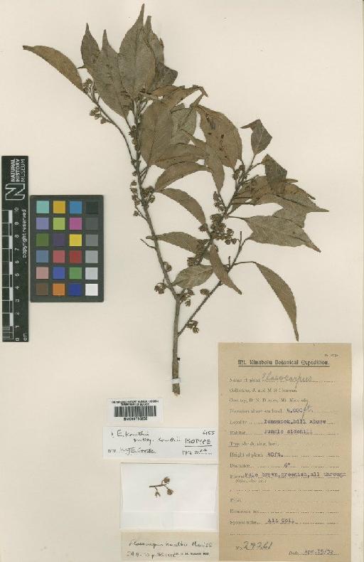 Elaeocarpus knuthii var. knuthii Merr. - BM000795259