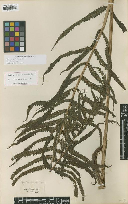 Stigmatopteris prionites (Kunze) C.Chr. - BM000937919