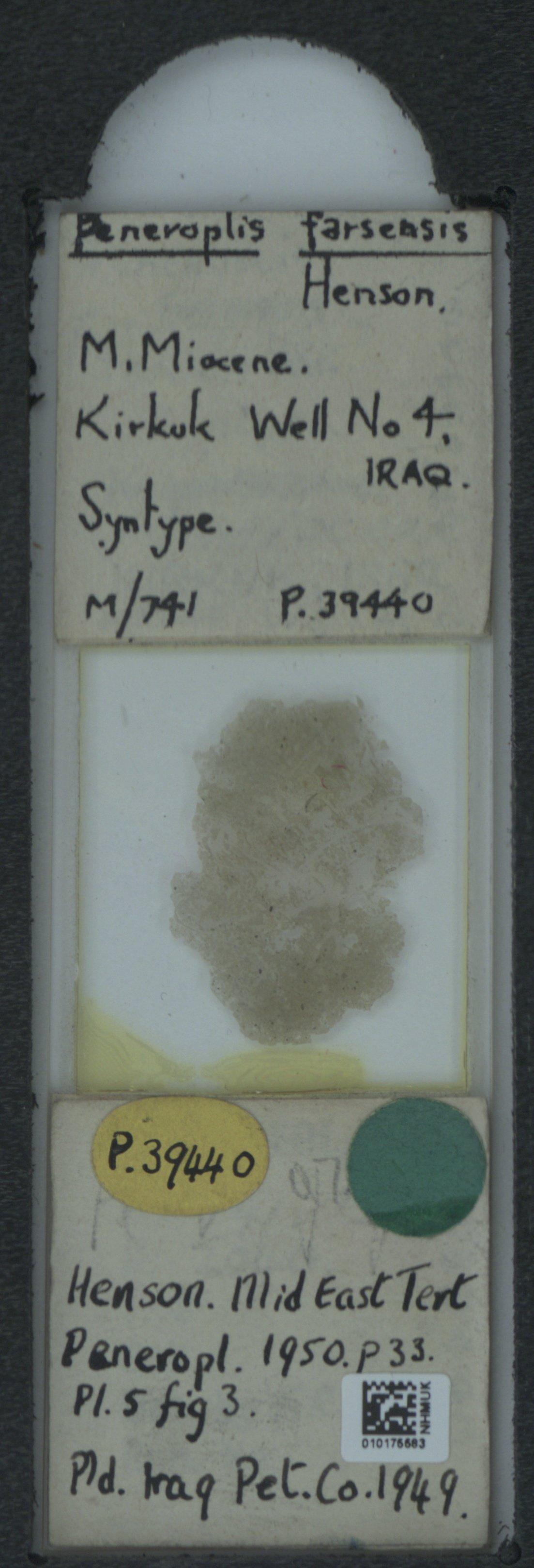 To NHMUK collection (Peneroplis farsensis Henson, 1950; Syntype; NHMUK:ecatalogue:2323355)