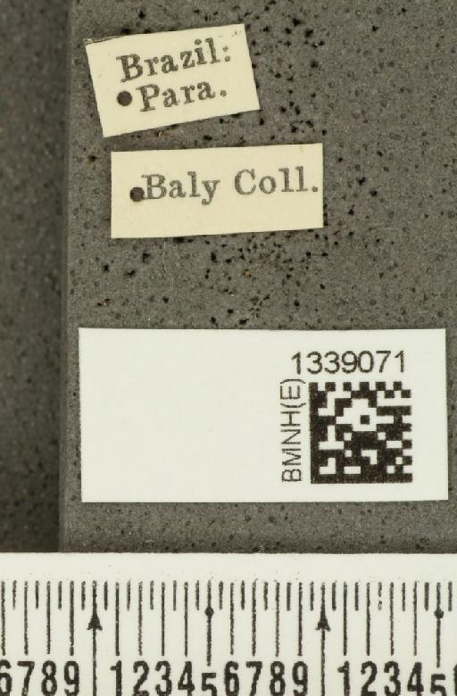 Acalymma bivittulum amazonum Bechyné, 1958 - BMNHE_1339071_label_20520