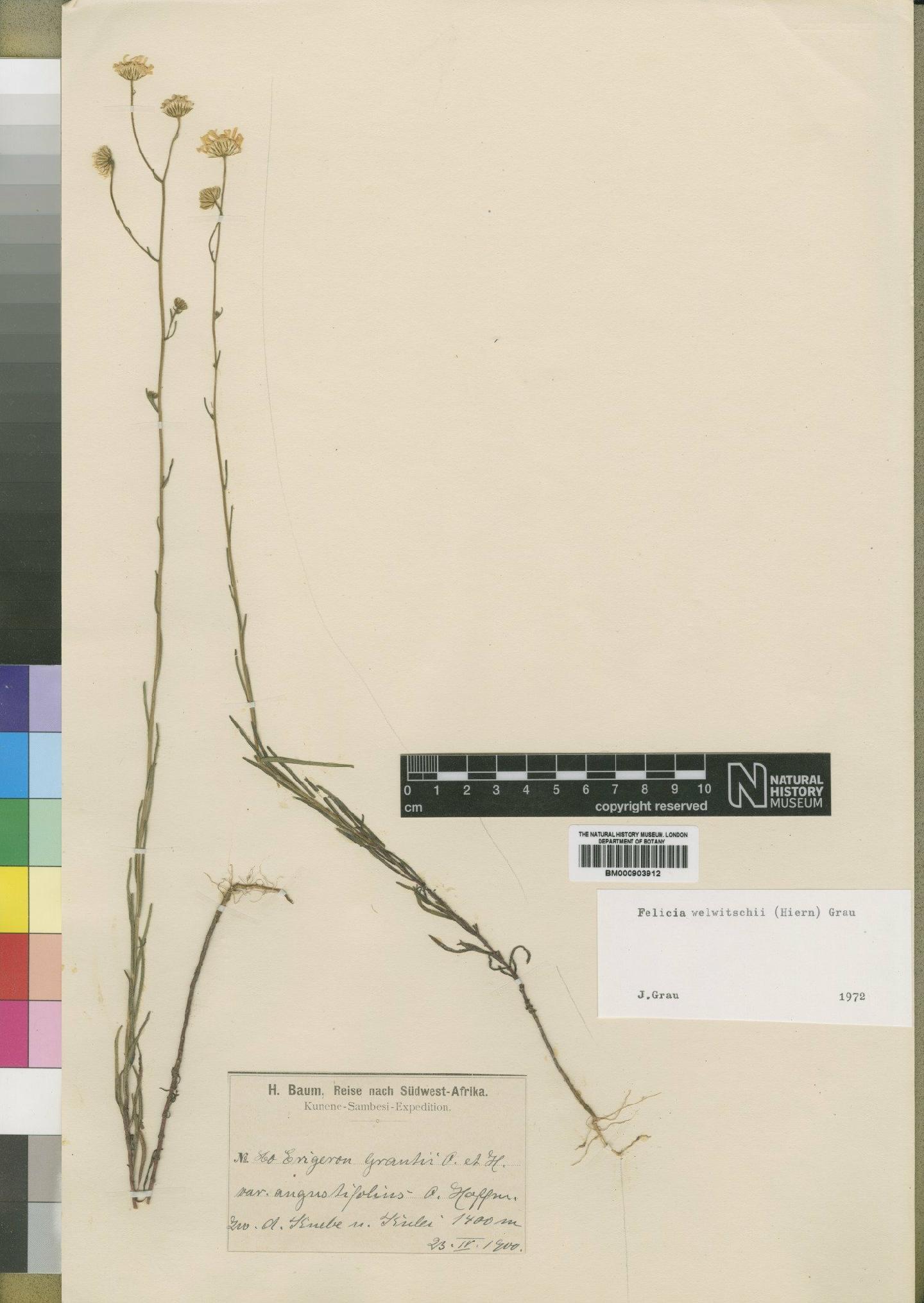To NHMUK collection (Felicia welwitschii (Hiern) Grau; Type; NHMUK:ecatalogue:4528958)