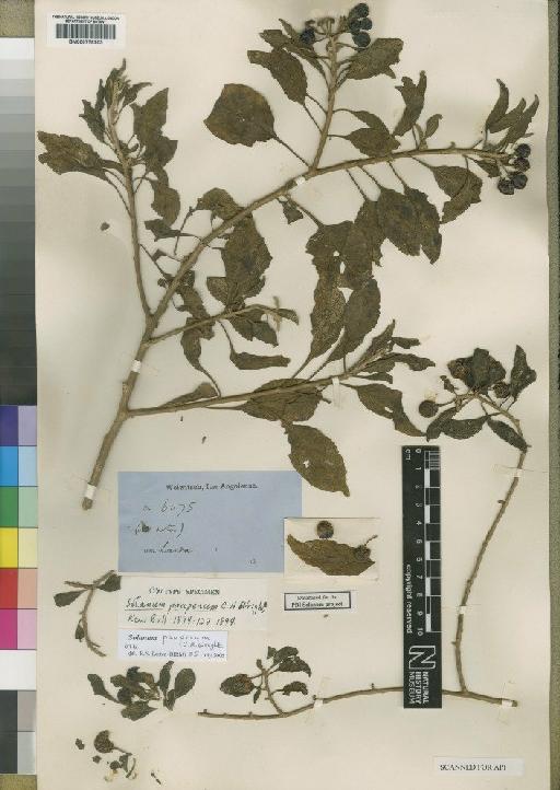 Solanum pauperum C.H.Wright - BM000778203