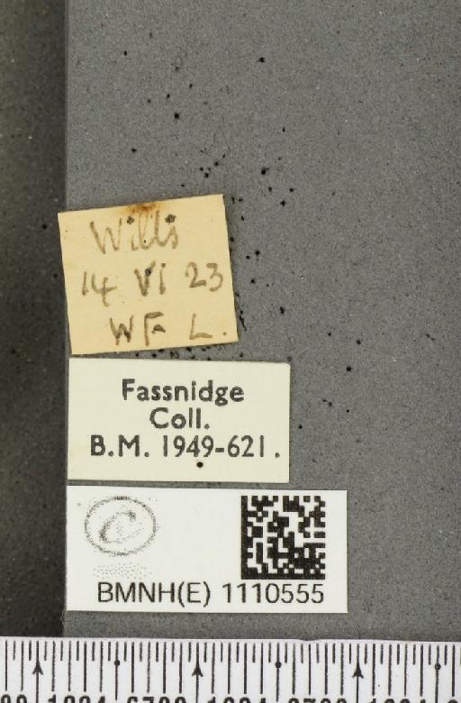 Euphydryas aurinia (Rottemburg, 1775) - BMNHE_1110555_label_52160
