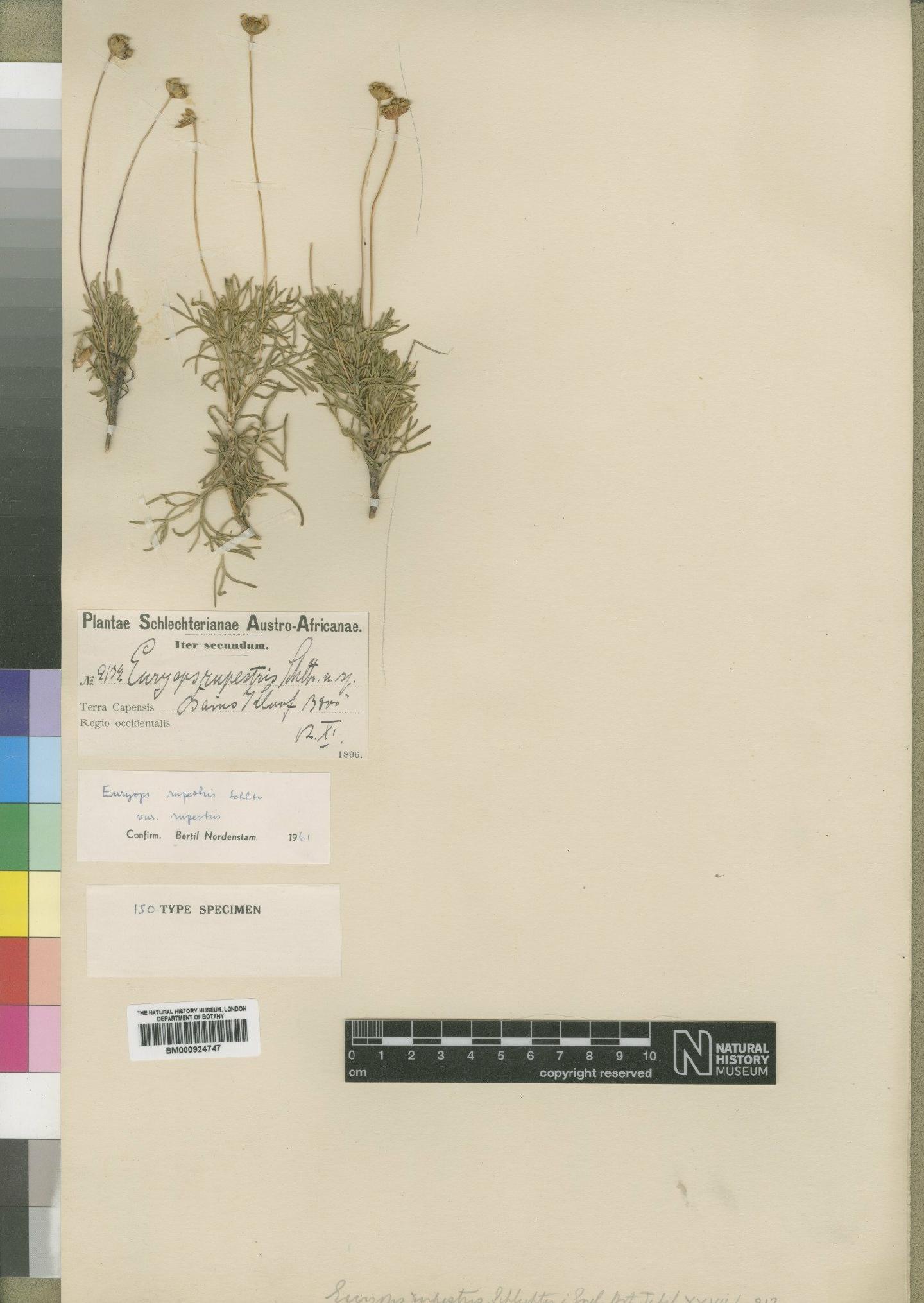 To NHMUK collection (Euryops rupestris var. rupestris Schltr.; Isotype; NHMUK:ecatalogue:4553417)