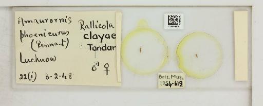 Rallicola ortygometrae clayae Tandan, 1951 - 010689814_816451_1432225