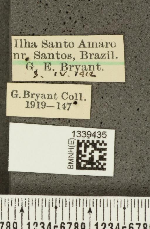 Isotes brasiliensis (Jacoby, 1888) - BMNHE_1339435_label_22569