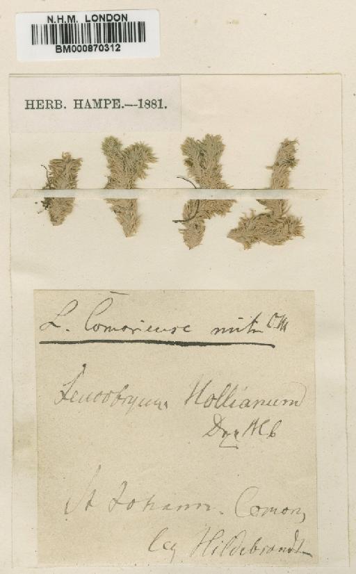 Leucobryum comorense Müll.Hal. - BM000870312