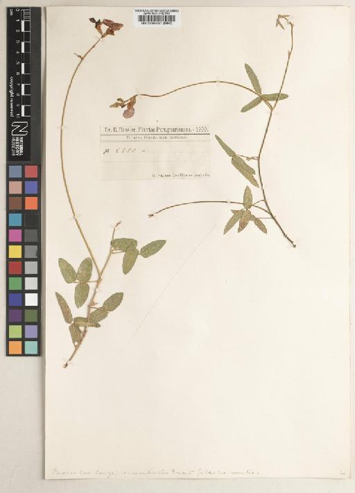 Macroptilium longepedunculatum (Mart. ex Benth.) Urb. - BM000538450