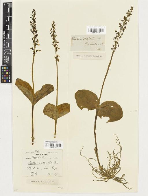 Neottia ovata (L.) Rich. - BM001117318