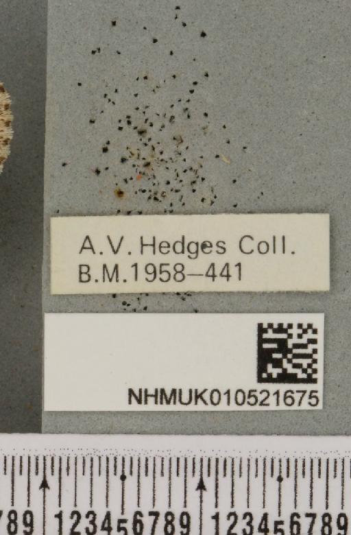Xylocampa areola (Esper, 1789) - NHMUK_010521675_label_575267