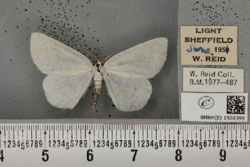 Cabera pusaria (Linnaeus, 1758) - BMNHE_1928399_494354
