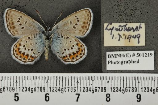 Plebejus argus argus ab. cuneata Tutt, 1909 - BMNHE_501219_153683