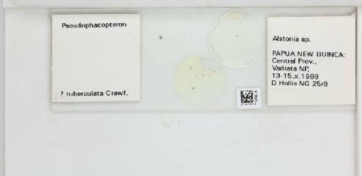 Pseudophacopteron tuberculata Crawford, 1912 - 013470710_117213_1146687_157772_NonType