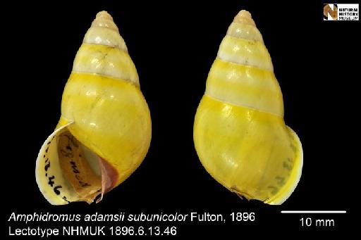 Amphidromus adamsii subunicolor Fulton, 1896 - 1896.6.13.46, LECTOTYPE, Amphidromus adamsii subunicolor Fulton, 1896