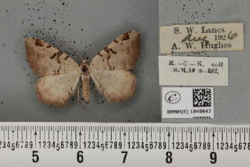 Macaria wauaria ab. v-remotum Schultz, 1931 - BMNHE_1848642_422179