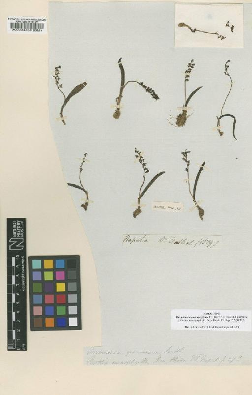 Herminium monophyllum (D.Don) P.F.Hunt & Summerh. - BM000034436