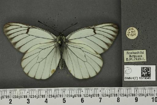 Aporia crataegi (Linnaeus, 1758) - BMNHE_1079049_70101