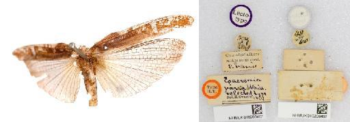 Epacromia varia Walker, 1870 - NHMUK010208497_Epacromia varia_HT_Heteropternis respondens