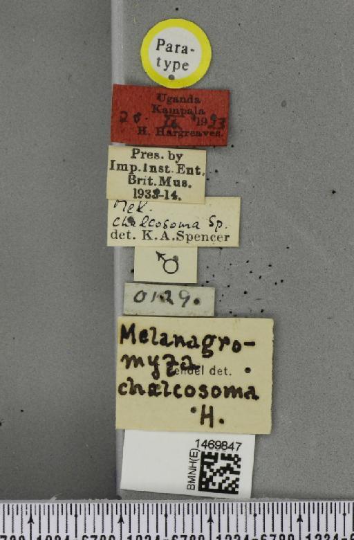 Melanagromyza chalcosoma Spencer, 1959 - BMNHE_1469847_label_45007