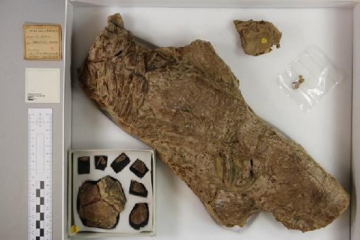 Plesiosaurus macrocephalus Owen, 1838 - 010024788_L010221597