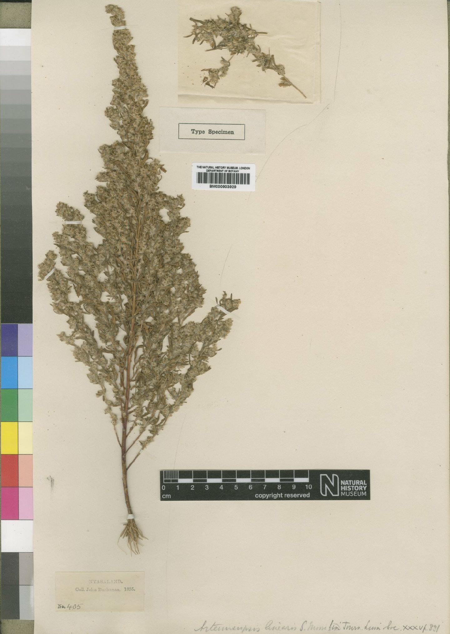 To NHMUK collection (Artemisiopsis linearis Moore; Type; NHMUK:ecatalogue:4528978)