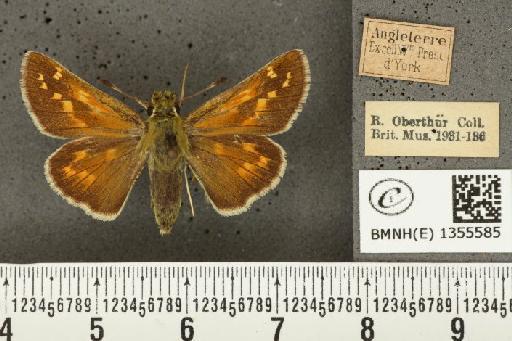 Hesperia comma (Linnaeus, 1758) - BMNHE_1355585_156795