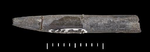 Simpsonibelus dorsalis (Phillips) - PI CC 1449 - belemnite