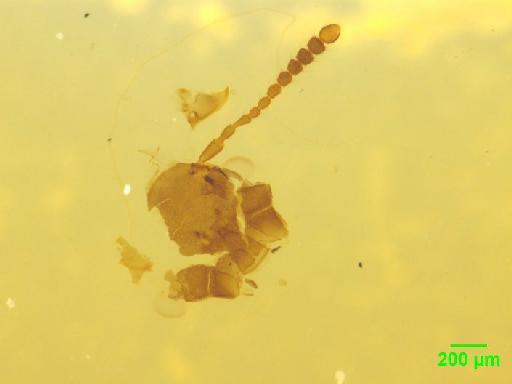 Omaliinae MacLeay, W. S., 1825 - 010189175___6