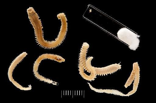 Nereis barbara Monro, 1926 - Polychaete type specimen; Nereidae; 1926.4.30.107-112 view 1