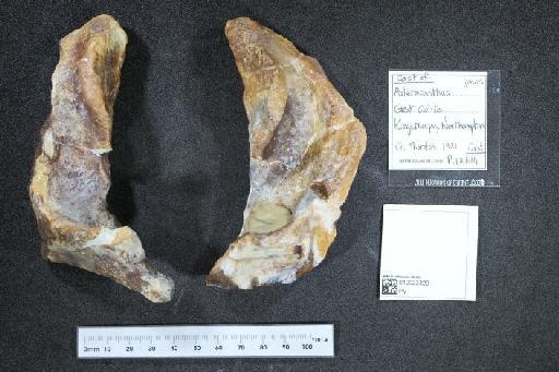 Asteracanthus Agassiz, 1837 - 010023320_L010040475_(3)
