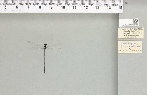 Xiphiagrion cyanomelas Selys, 1876 - 012495488_803365_1257416_2