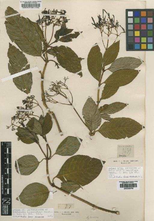 Palicourea lineariflora Wernham - BM000058140